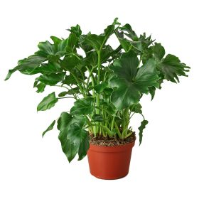 Philodendron â€˜Little Hope'