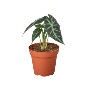 Alocasia Amazonica 'Bambino'