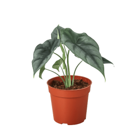 Alocasia Amazonica 'Reversa'
