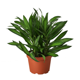 Dracaena 'Song of Jamaica' - 6" Pot