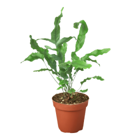 Fern 'Blue Star'