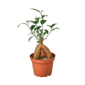 Ficus 'Ginseng'