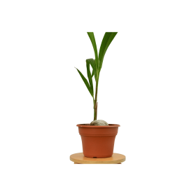 Coconut Palm 3-4 ft Tall