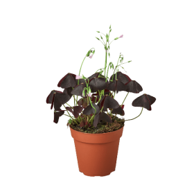 Oxalis Triangularis 'Purple Shamrock'