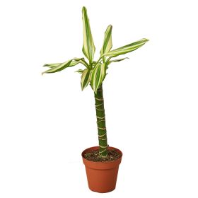 Dracaena 'Sted Sol Cane'