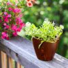 2-Pack 10 in.Dark Wood Plastic Self-watering Planter Pot